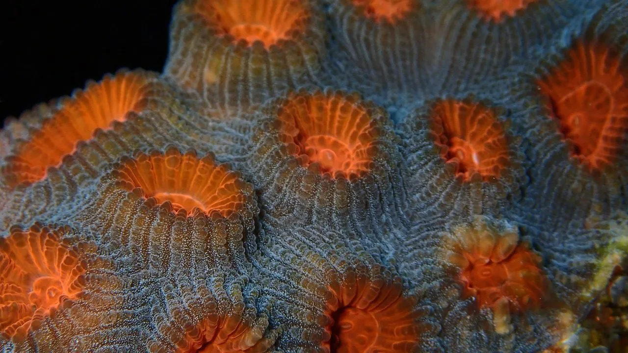 Scuba diving in Red Sea (Egypt)