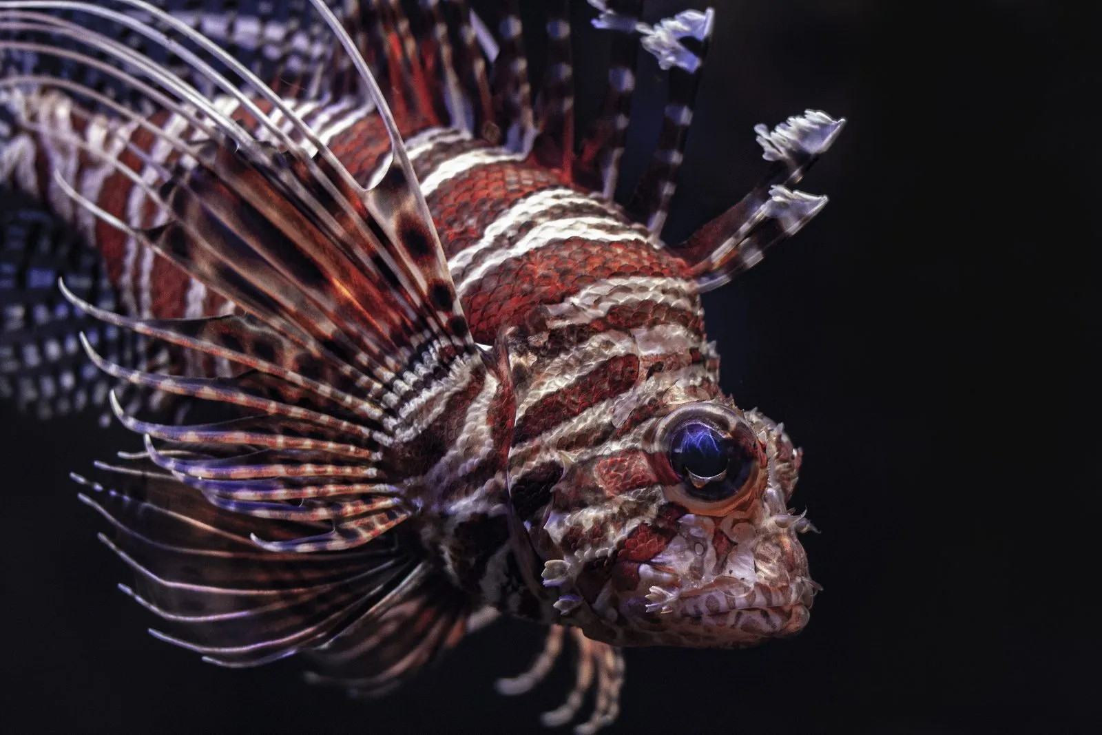 lionfish underwater