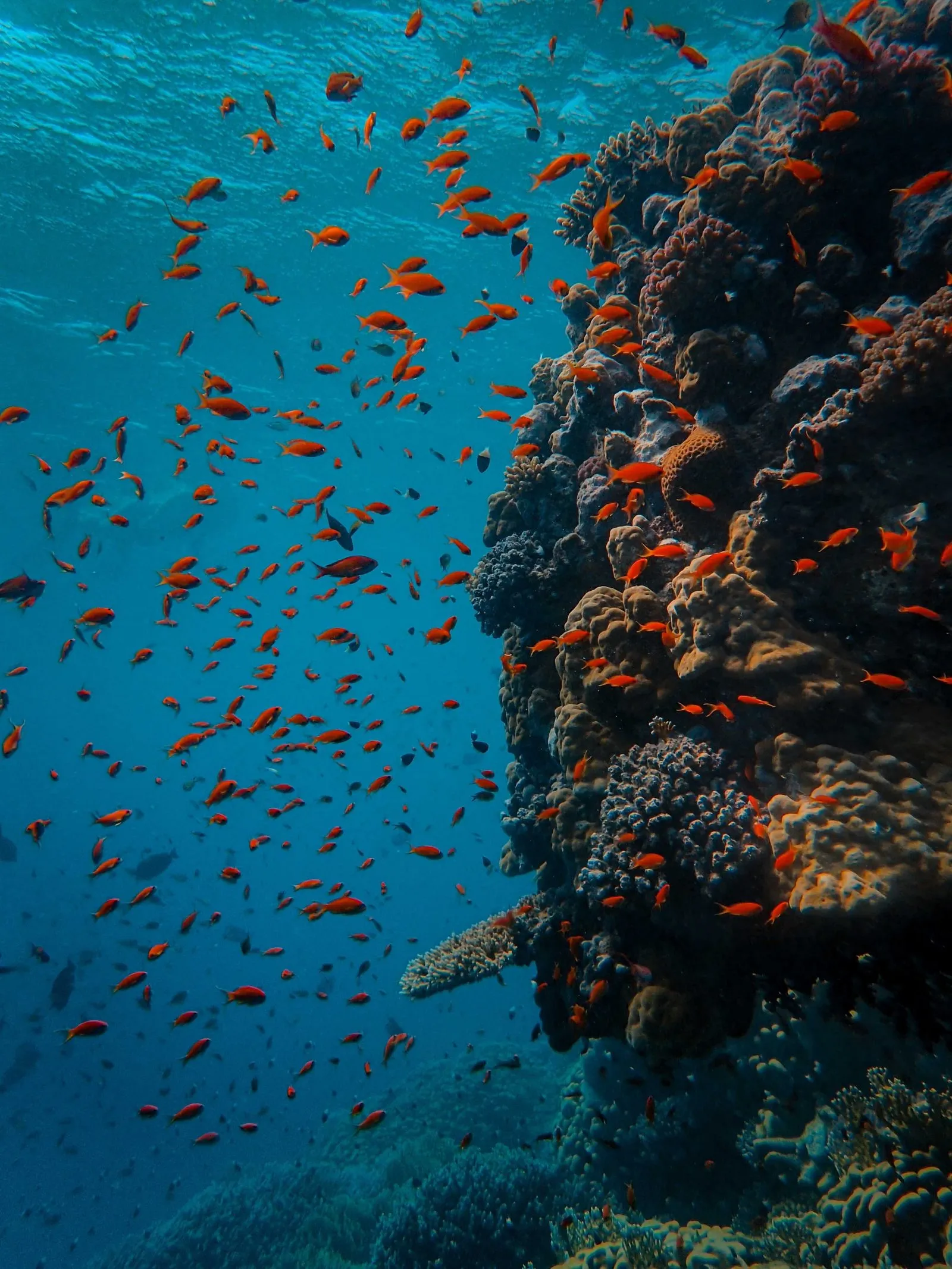 Coral reef