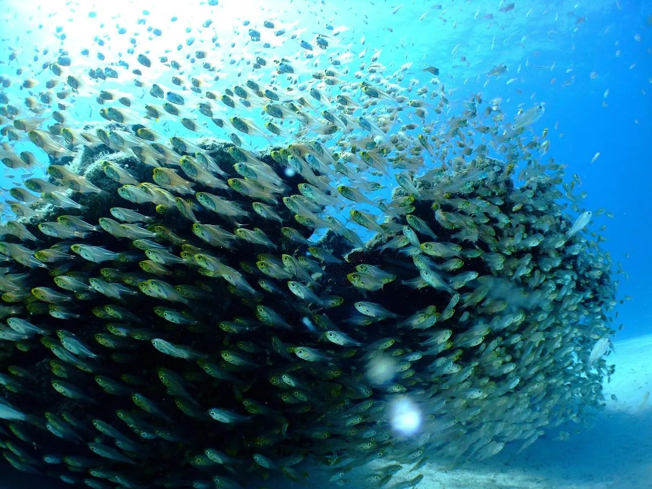 Scuba diving in Utila