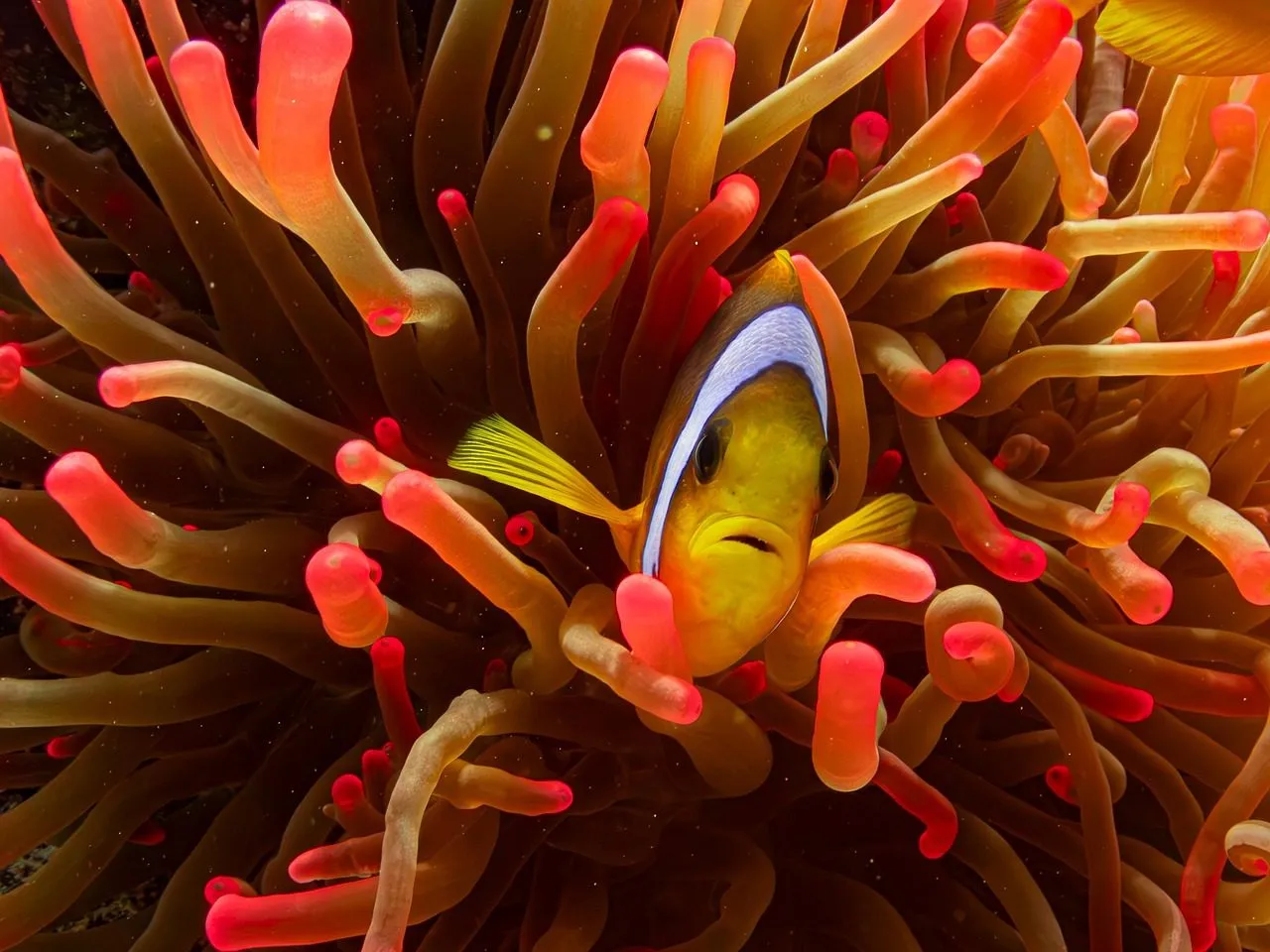 Scuba diving in Red Sea (Egypt)