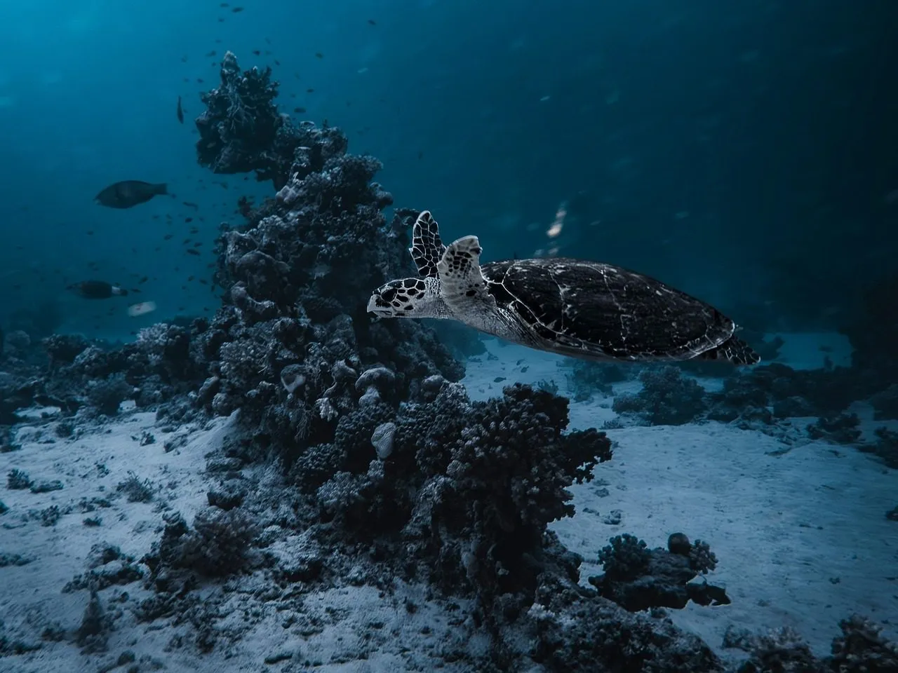 Coral reef in Red Sea (Egypt)