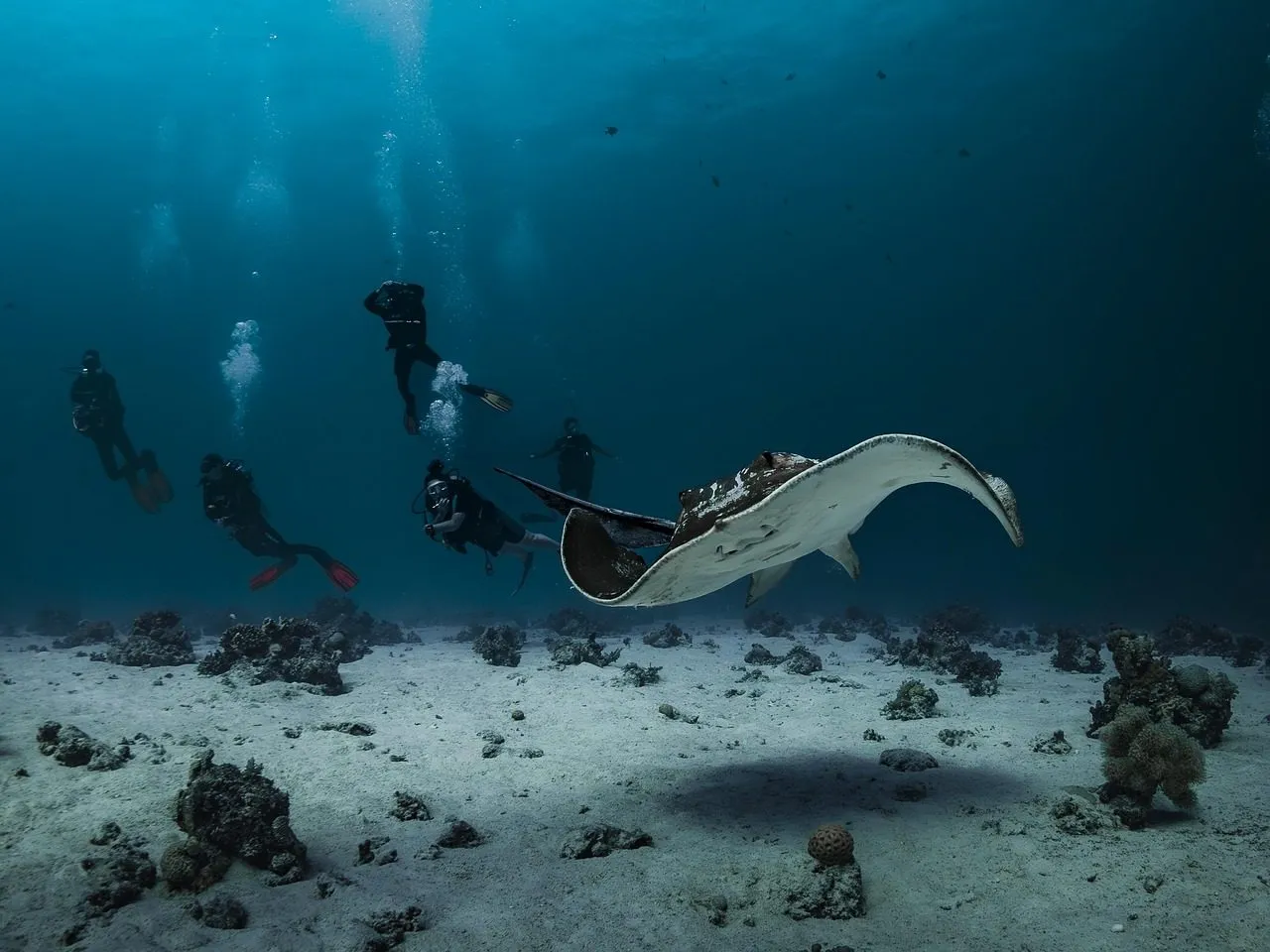 Scuba diving in Red Sea (Egypt)