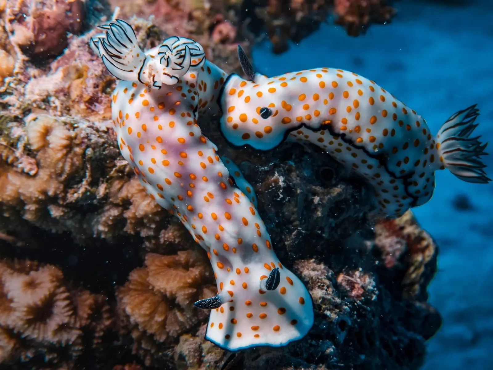 nudibranch underwater