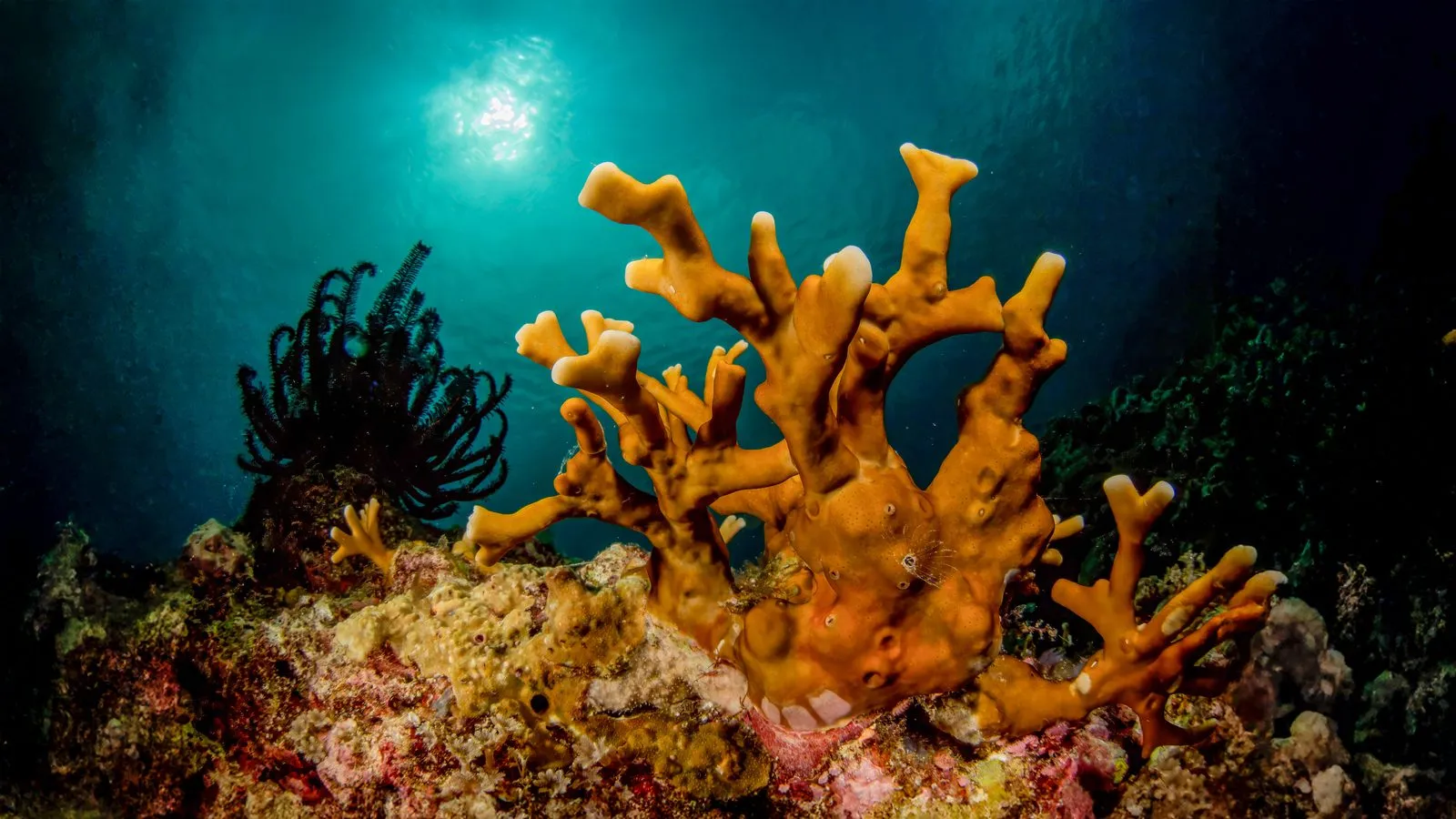 Coral reef
