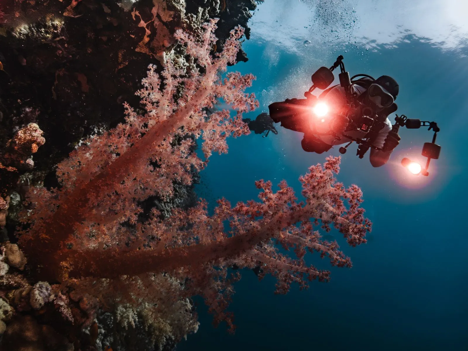 Coral reef