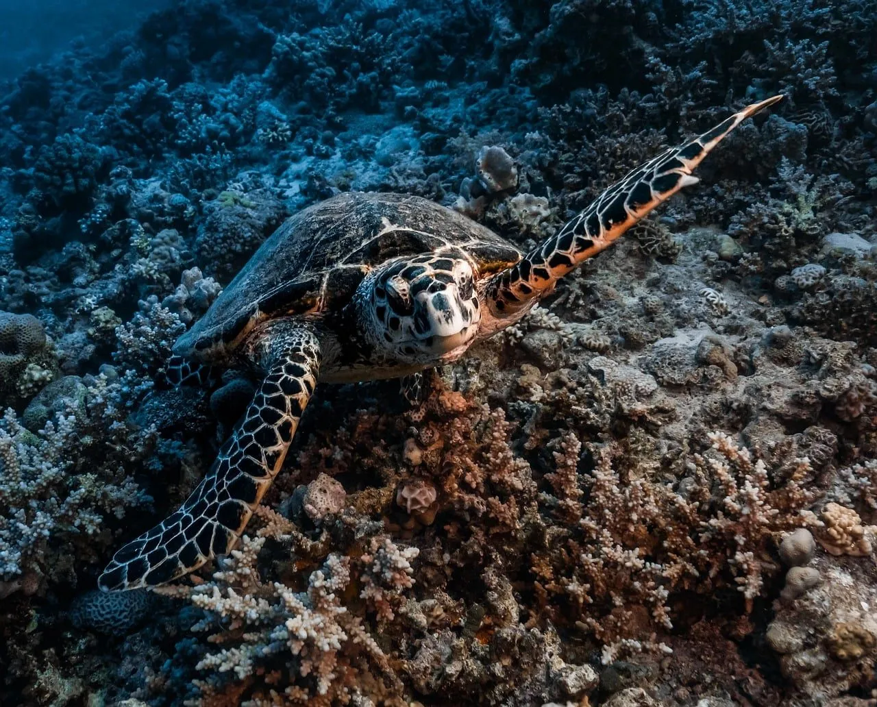 Coral reef in Red Sea (Egypt)