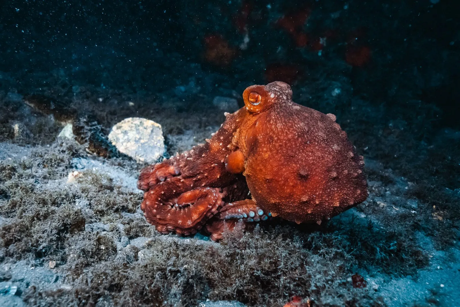 octopus underwater